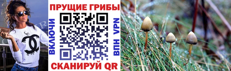 Галлюциногенные грибы Psilocybe  сколько стоит  Зеленоградск 